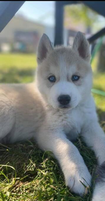 Gite Des Huskys Villa Tonnay-Charente Exteriör bild