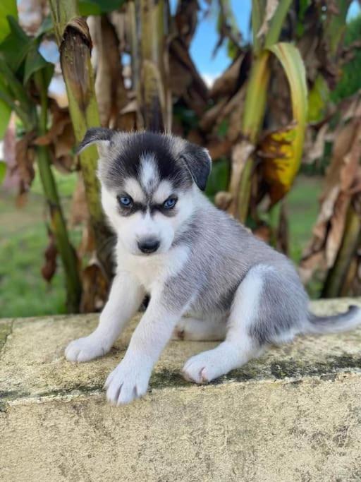 Gite Des Huskys Villa Tonnay-Charente Exteriör bild