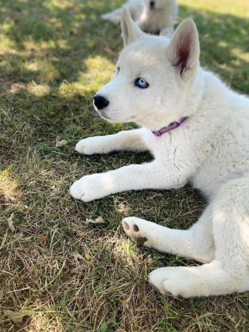 Gite Des Huskys Villa Tonnay-Charente Exteriör bild
