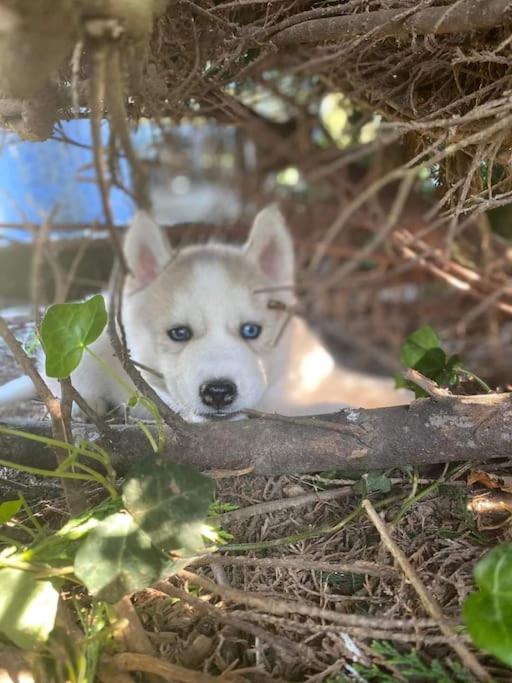 Gite Des Huskys Villa Tonnay-Charente Exteriör bild
