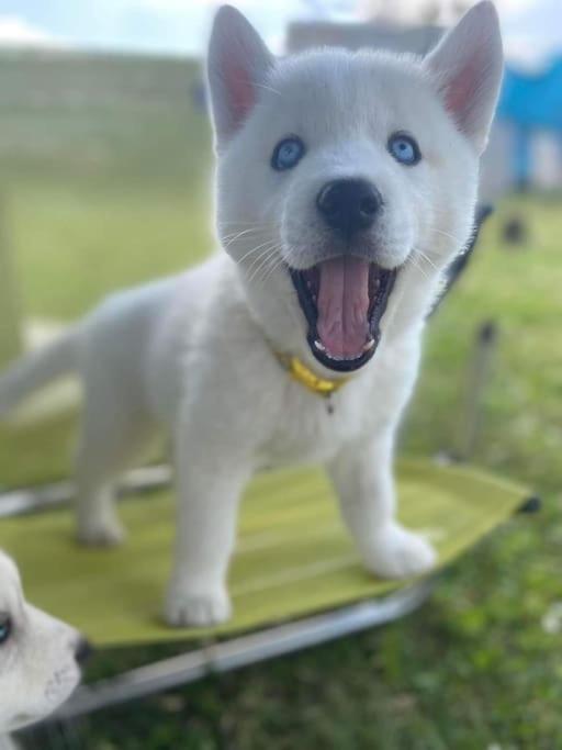 Gite Des Huskys Villa Tonnay-Charente Exteriör bild