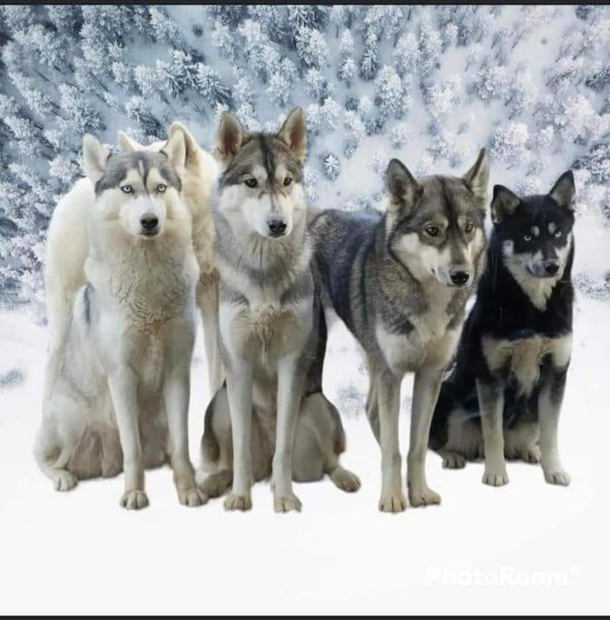 Gite Des Huskys Villa Tonnay-Charente Exteriör bild