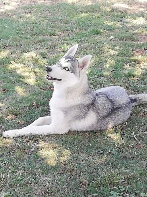 Gite Des Huskys Villa Tonnay-Charente Exteriör bild