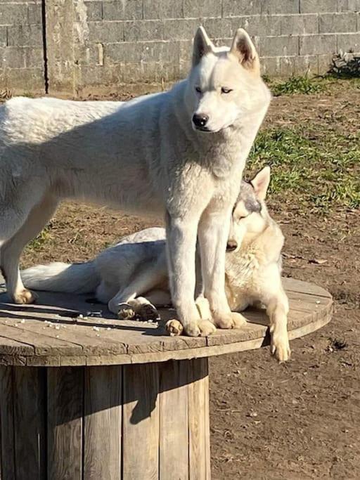 Gite Des Huskys Villa Tonnay-Charente Exteriör bild